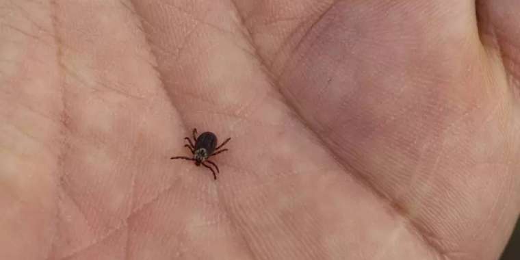 Шымкентте кене шағып алған ер адам қайтыс болды