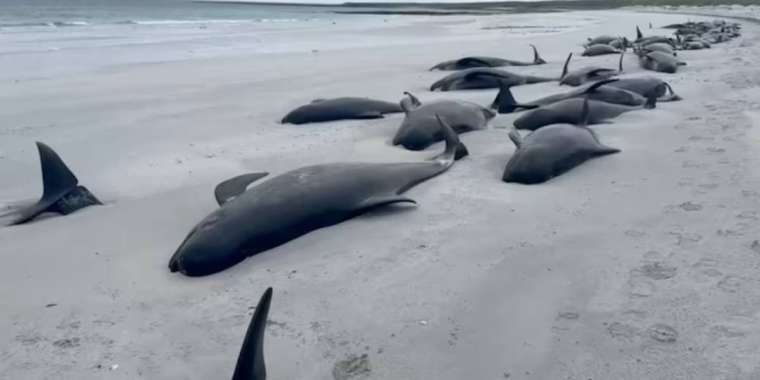 Шотландияда 65 кит жағаға шығып, қырылып қалды