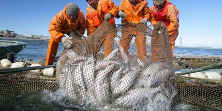 Қазақстанда жыл сайын 45-50 мың тонна балық ауланады