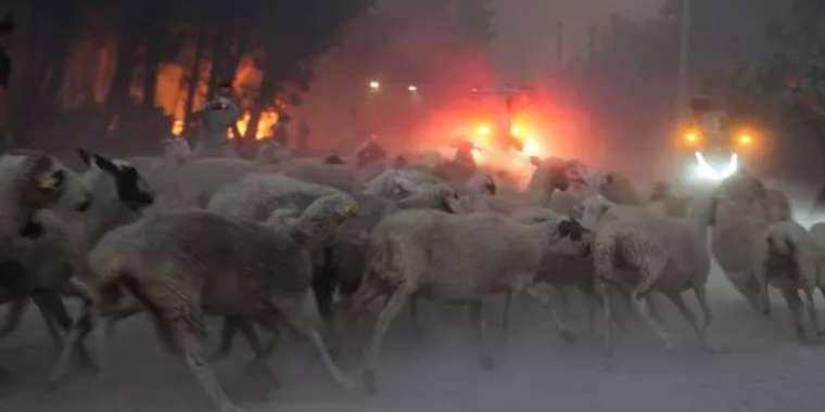 Түркияда орман өртенді: қызыл жалын елді мекендерге жеткен