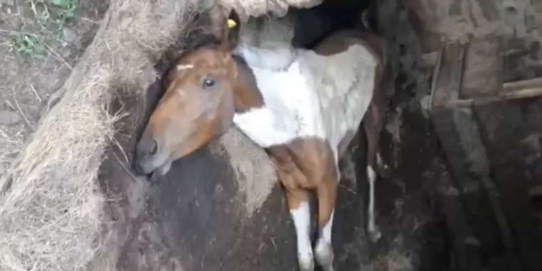 Қарағанды облысында жылқылар белгісіз аурудан өліп жатыр