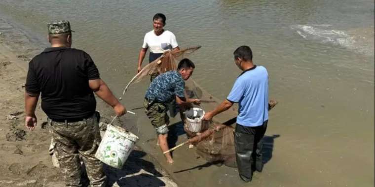 Атырау облысында 520 мыңнан астам шабақ құтқарылды