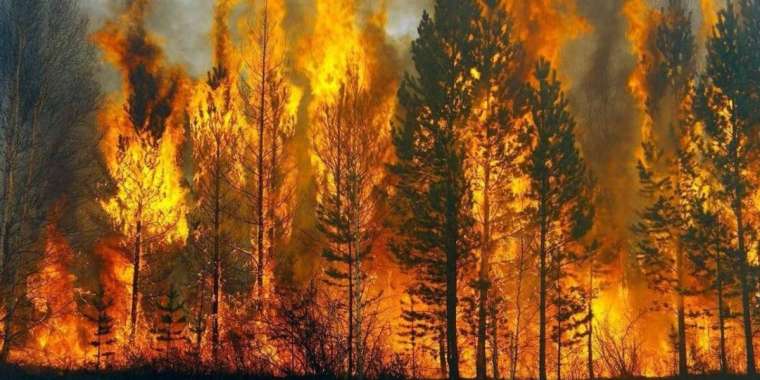 Елімізде болған орман өртіне кінәлілер айыппұлмен құтылып кеткен