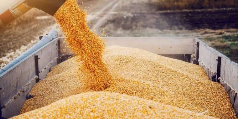 Елімізге сырттан бидай әкелуге тыйым салынады