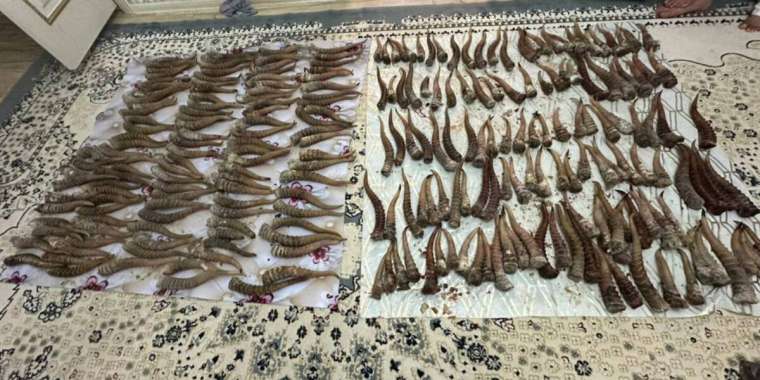 Ақбөкендерді атумен айналысқан қарағандылық браконьерлер ұсталды