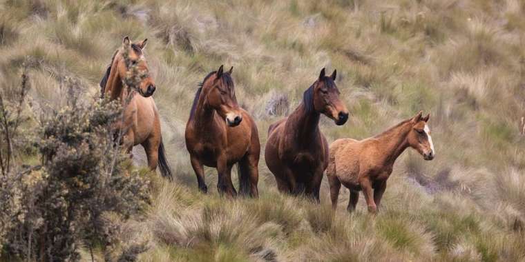 Жоғалған жүз жылқы.  Ұрлықтың ақ-қарасы ашылмай отыр