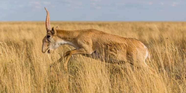 Ақбөкеннің етін заңсыз сатқан адам ұсталды