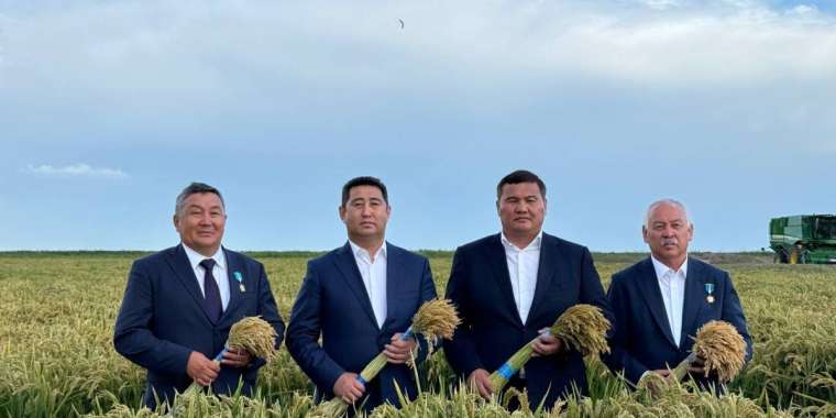 Қызылорда облысында күріш жинау басталды