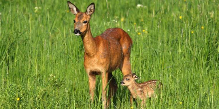 Еліктің лағын өлтіргендер 4 жылға сотталды