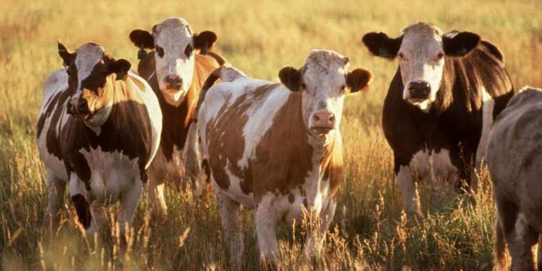 Қазақстанда қанша бас мал бар?