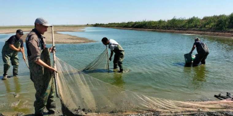 Атырауда миллионнан аса шабақ құтқарылып, Жайыққа жіберілді