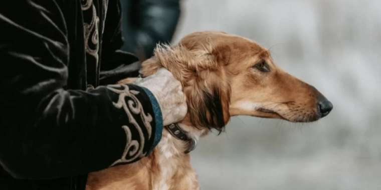 Қазақстанға тазы тұқымының иесі деген мәртебе берілді