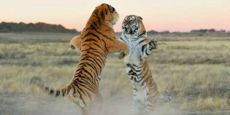 Амур жолбарыстары Ресейден Қазақстанға жеткізіледі