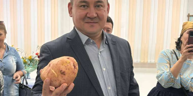 Ең үлкен картоп. Бағбандар арасында байқау өтті