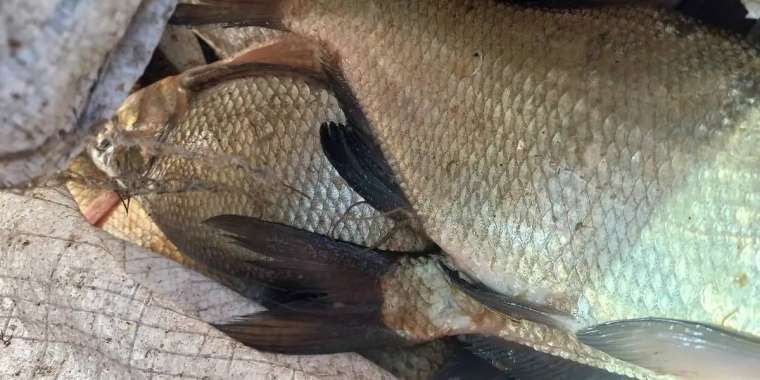 15 тоннадан астам заңсыз ауланған балық тәркіленді