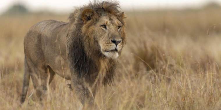 Түркістан тұрғыны арыстан асыраған