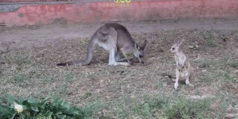 Шымкент зообағы тағы бір кенгурумен толықты