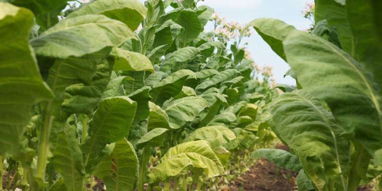 Қызылорда облысында заңсыз берілген субсидиялар қайтарылды