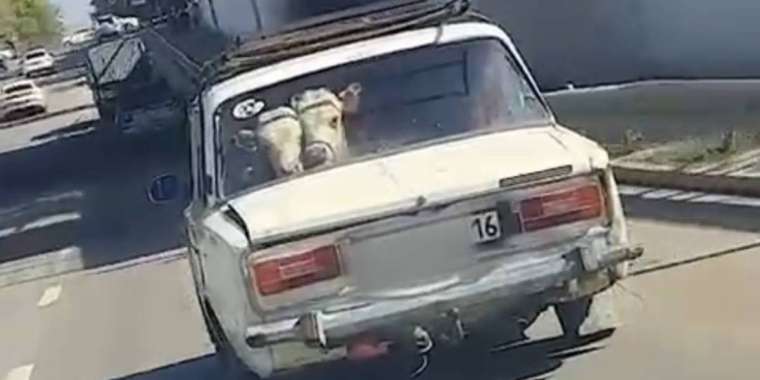 Жигулиіне сиырларды тиеп алған адам ұсталды