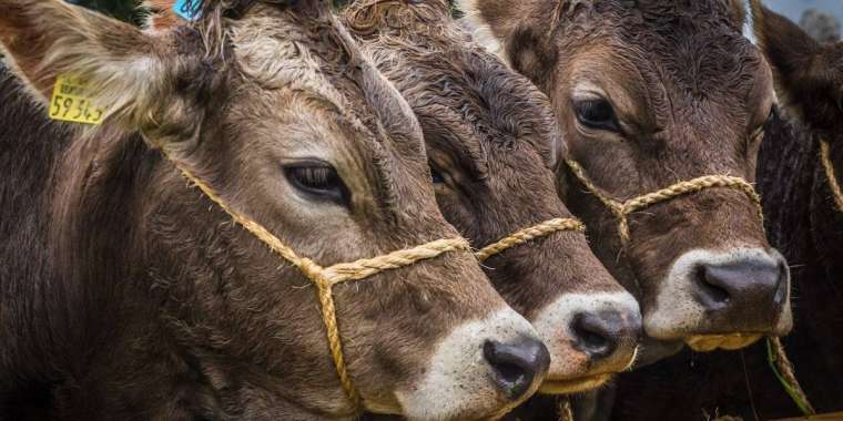 Қарағанды облысында карантин жарияланды