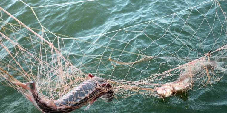 Бурабай ұлттық паркінде елордалық броконьерлер ұсталды