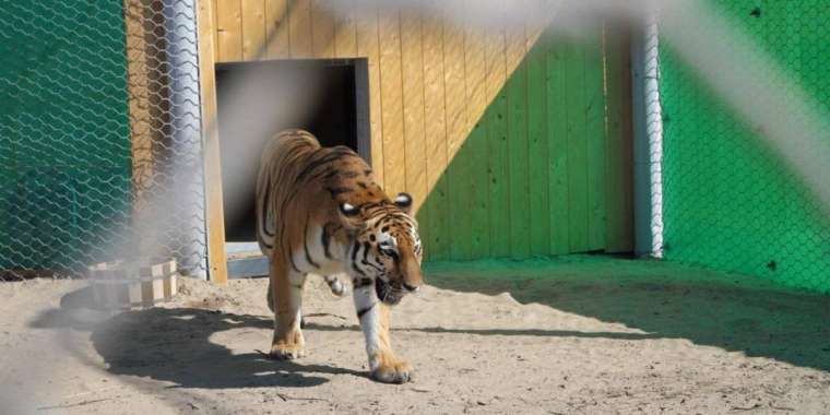 Жолбарыстар Балқаш жағасына қайта оралды