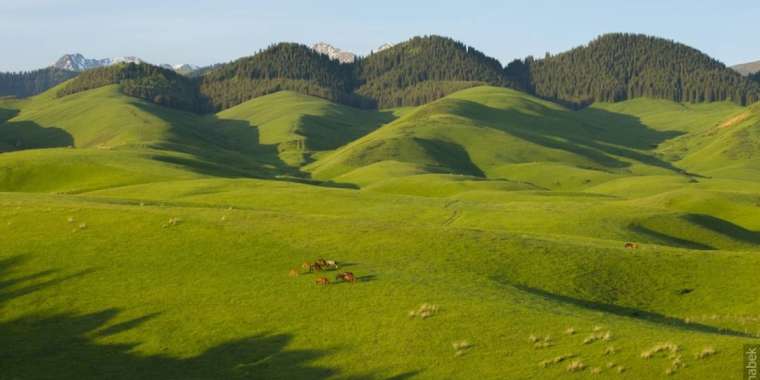 Алматы мен Қарағанды облыстарында жер телімдері мемлекетке қайтарылды