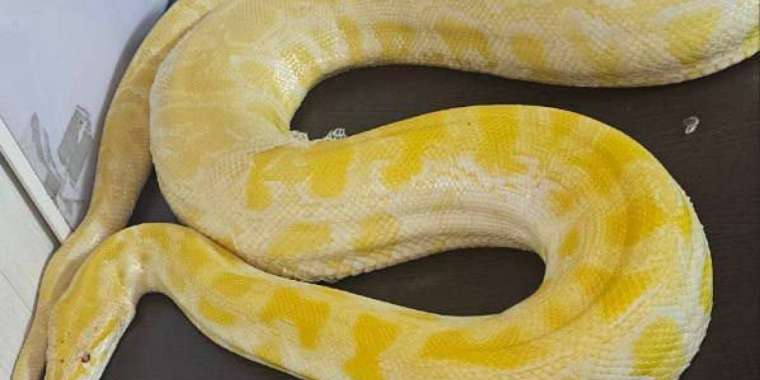 Үш метрлік питонды Қазақстаннан Өзбекстанға алып өтпек болған