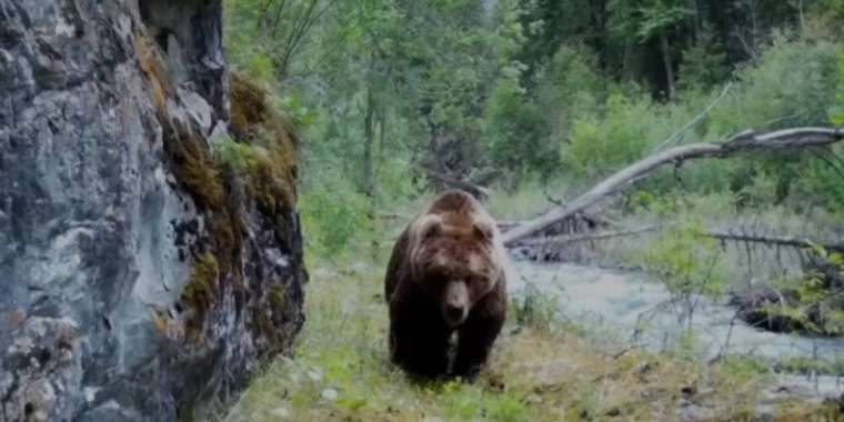 Жоңғар Алатауында қызыл кітапқа енген ерекше аю көрінді