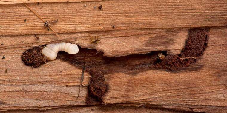 Шекарадан 70 тоннаға жуық күріш кері қайтарылды