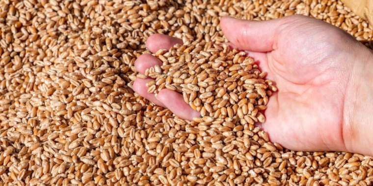 Қазақстан бидайы Қытайға экспортталады