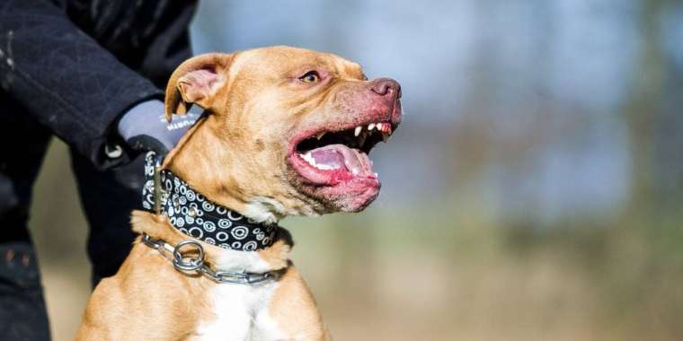 Теміртауда ашыққан иттер қожайындарының етін жеген