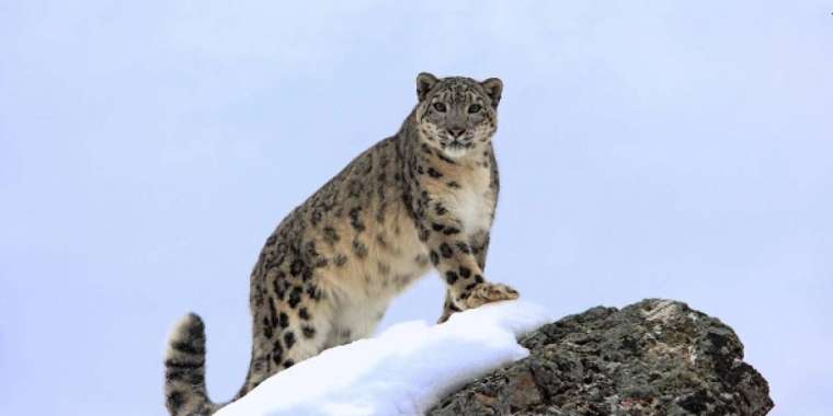 Фототұзаққа үш барыс қатар ілікті