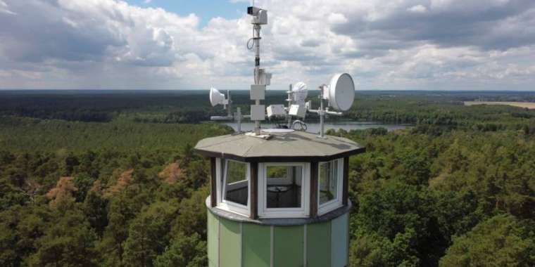 «Техника жеткіліксіз, маман жоқ». СҚО-да орман заңын бұзған шенеуніктер жауапқа тартылды