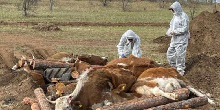 БҚО-да бруцеллез жұқтырған 5 мыңнан астам мал басының көзі жойылған