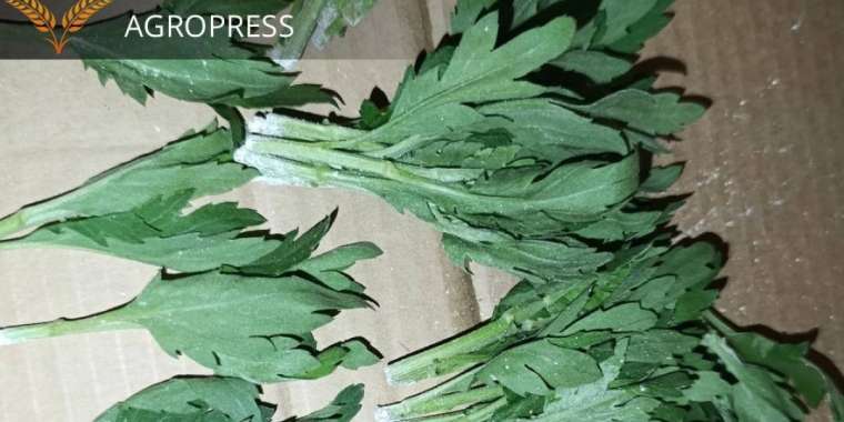 Ақ тот жұқтырған 160 мың хризантема Нидерландыға қайтарылды