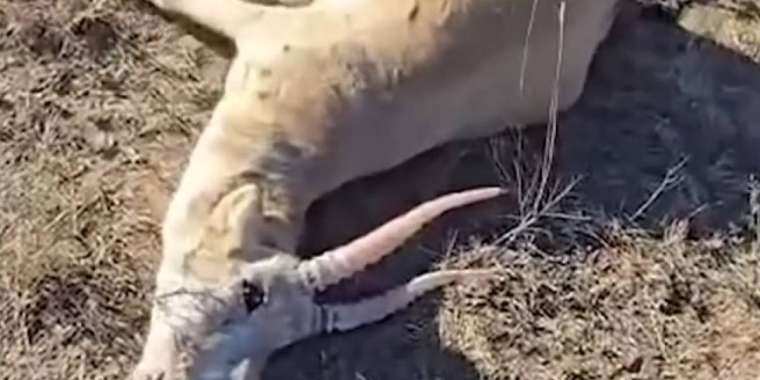 БҚО-да табылған киік өлекселері өңір тұрғындарын алаңдатып қойды