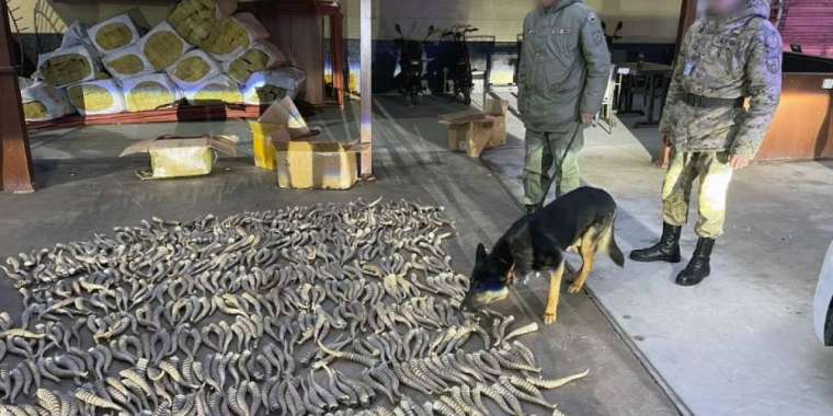 «Қорғаста» мыңға жуық киік мүйізін өткізбек болған