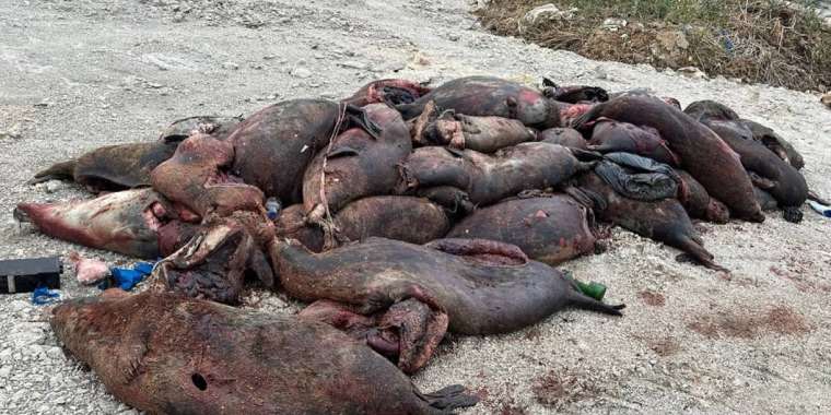 Маңғыстауда жағалаудан 150-ден астам итбалық өлі табылды