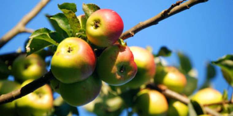 Алматының алма бақтары мемлекет меншігіне қайтарыла ма?