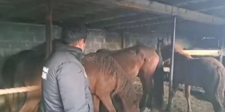 Қарағандылық полицейлер ұрланған жылқылардың үстінен түсті (ВИДЕО)