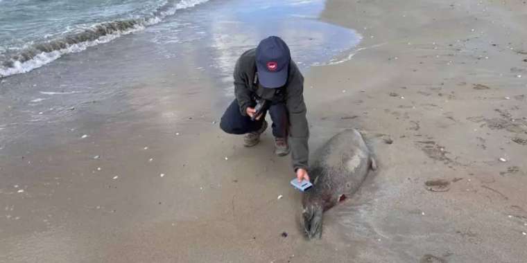 Маңғыстаудағы итбалықтың қырылу себебі анықталды