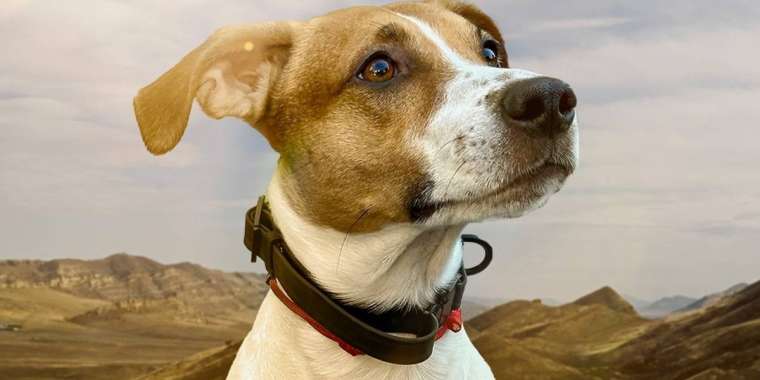 «Жүр, тамағыңды же, ырбимай». Желіде тек қазақша түсінетін ит көрерменін таң қалдырды