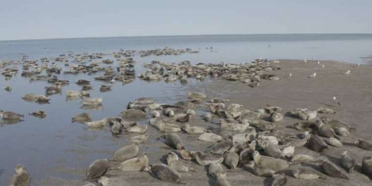 Каспий теңізінде мыңға тарта итбалық қырылып қалған