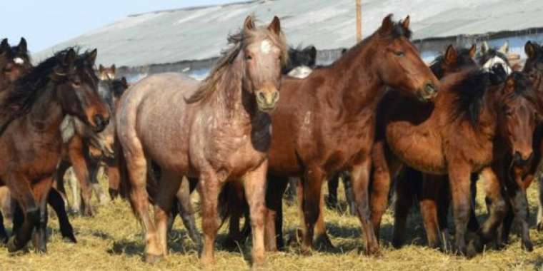 Қазақстанда жылқы шаруашылығы институты құрылады