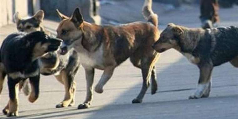 Биыл он айда 44 мың адамды ит қапқан