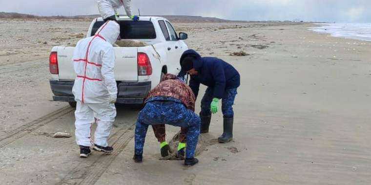 Каспий итбалықтарының шығыны 1,5 млрд теңгені құрауы мүмкін