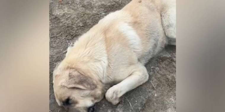 «Пішөн»: Атырауда иттің өліміне қатысты тексеріс жүргізіліп жатыр