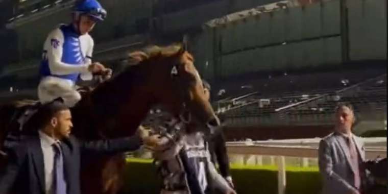 Қазақстандық тұлпар Дубайдағы жарыста бірінші келді