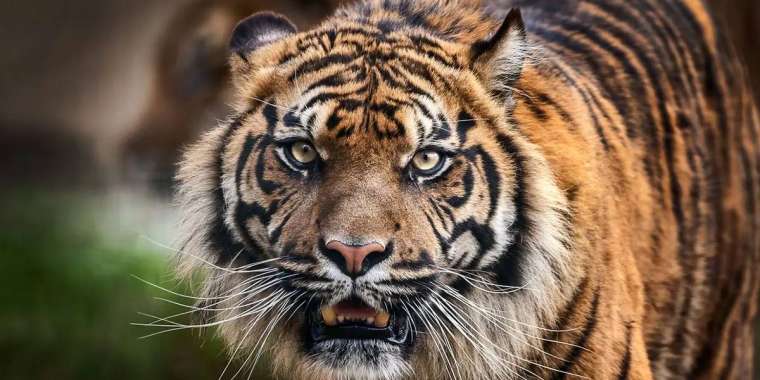 Қазақстан Ресейден 4 жолбарыс әкелетін болды